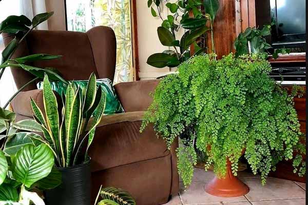 خواص گل پرسیاوشان